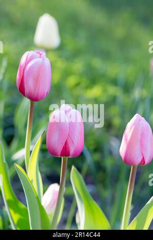 Tulips Pink impression, tulipan Darwina en gros plan dans le jardin Banque D'Images