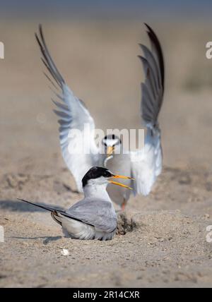 Les petits sternes sont des oiseaux migrateurs du Bangladesh Banque D'Images