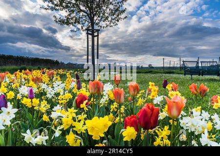 Beau lit de fleur de printemps dans un petit parc public Banque D'Images