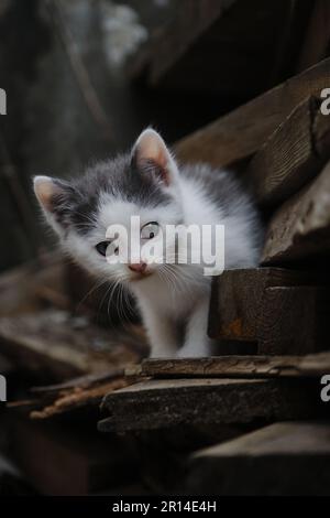 Un petit chaton gris blanc de rue monte sur des planches dans le jardin, se frotte et regarde devant avec de grands yeux. Portrait du jeune chat mongrel. Le concept Banque D'Images