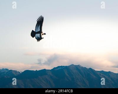 Une scène sereine et majestueuse d'un condor andin qui s'envolent dans le ciel. Vultur gryphus. Banque D'Images