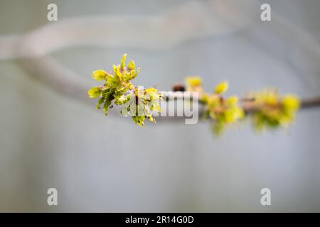 Wych Elm (ulmus glabra), gros plan des graines ou des fruits ovales produits à la fin du printemps Banque D'Images