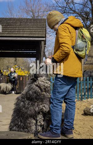 Wroclaw, Pologne - 6 avril 2023: Garçon en blouson jaune nourrissant un mouton noir dans le zoo. Banque D'Images