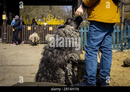 Wroclaw, Pologne - 6 avril 2023: Garçon en blouson jaune nourrissant un mouton noir dans le zoo. Banque D'Images