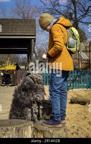 Wroclaw, Pologne - 6 avril 2023: Garçon en blouson jaune nourrissant un mouton noir dans le zoo. Banque D'Images