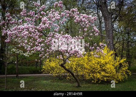 Magnolia rose en fleur et un buisson forsythia jaune dans le parc au printemps. Banque D'Images