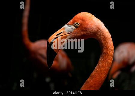 gros plan de la tête de flamants roses Banque D'Images