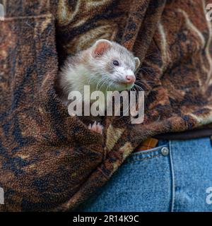 furet dans la poche du propriétaire Banque D'Images