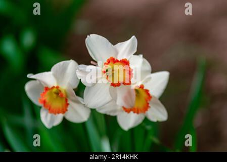 Gros plan fleur de jonquille blanche courbées Daffodil Carlton six pétales jaune orange trompette-forme de corona centrale. Le délicat, riche et lumineux, magnifique Narci Banque D'Images