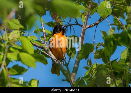 Baltimore Oriole Bird perchée sur la branche des arbres Banque D'Images