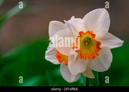 Gros plan fleur de jonquille blanche courbées Daffodil Carlton six pétales jaune orange trompette-forme de corona centrale. Le délicat, riche et lumineux, magnifique Narci Banque D'Images