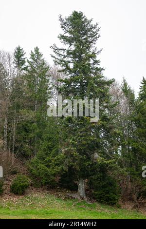 Grand sapin argenté européen (Abies alba) dans la Forêt Noire (allemand: Schwarzwald), Allemagne Banque D'Images