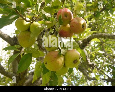 Des pommes en grappes mûrissent sur un arbre à Brobury House Gardens, Herefordshire, Royaume-Uni Banque D'Images