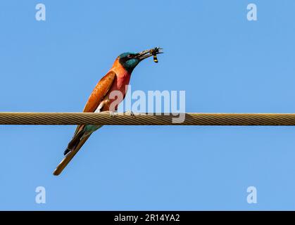 Un mangeur d'abeilles carmin (Merops nubicus) coloré a attrapé un insecte. Kenya, Afrique. Banque D'Images