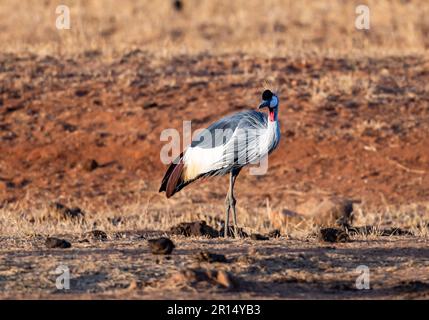 Un cornes couronnées grises (Balearia regulorum) en voie de disparition sur le sol. Kenya, Afrique. Banque D'Images