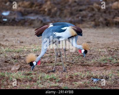 Une paire de grues à couronne grises (Balearia regulorum) en voie de disparition sur le sol. Kenya, Afrique. Banque D'Images