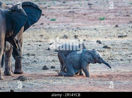 Bébés mignons d'éléphant d'Afrique (Loxodonta africana) jouant en plus des adultes. Kenya, Afrique. Banque D'Images