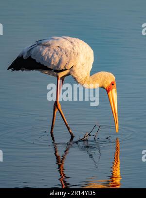 Un porc à bec jaune (Mycteria ibis) se nourrissant dans un lac. Kenya, Afrique. Banque D'Images