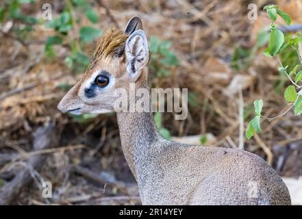 Gros plan d'un dik-dik mâle de Kirk (Madoqua kirkii). Kenya, Afrique. Banque D'Images