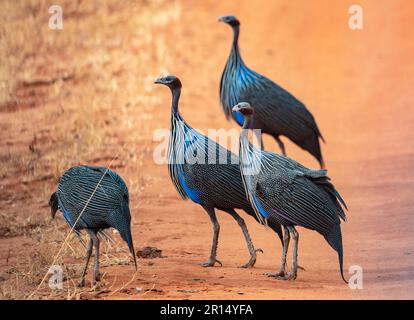 Un groupe Vulturine guinéafowls (acrylique vulturinum) marchant sur une route de terre. Kenya, Afrique. Banque D'Images