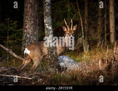 Osby, Suède, 11 mai 2023 animaux sauvages, cerf de Virginie, Dans le sud de la Suède au coucher du soleil Credit: PEO Mšller/Alamy Live News Banque D'Images