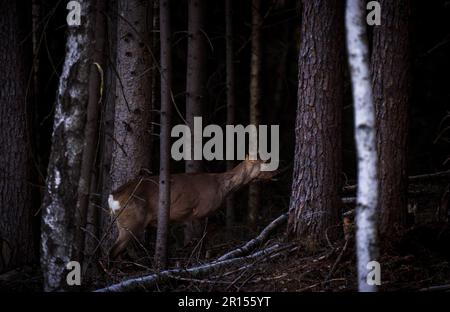 Osby, Suède, 11 mai 2023 animaux sauvages, cerf de Virginie, Dans le sud de la Suède au coucher du soleil Credit: PEO Mšller/Alamy Live News Banque D'Images