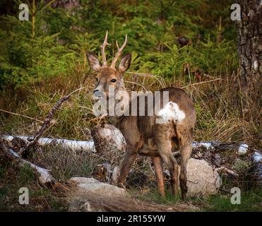 Osby, Suède, 11 mai 2023 animaux sauvages, cerf de Virginie, Dans le sud de la Suède au coucher du soleil Credit: PEO Mšller/Alamy Live News Banque D'Images