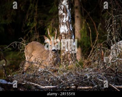 Osby, Suède, 11 mai 2023 animaux sauvages, cerf de Virginie, Dans le sud de la Suède au coucher du soleil Credit: PEO Mšller/Alamy Live News Banque D'Images