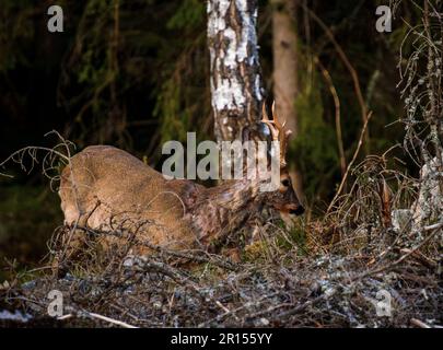 Osby, Suède, 11 mai 2023 animaux sauvages, cerf de Virginie, Dans le sud de la Suède au coucher du soleil Credit: PEO Mšller/Alamy Live News Banque D'Images