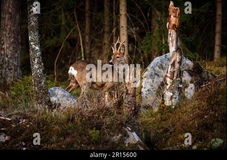 Osby, Suède, 11 mai 2023 animaux sauvages, cerf de Virginie, Dans le sud de la Suède au coucher du soleil Credit: PEO Mšller/Alamy Live News Banque D'Images