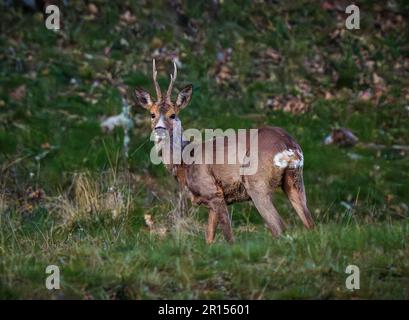 Osby, Suède, 11 mai 2023 animaux sauvages, cerf de Virginie, Dans le sud de la Suède au coucher du soleil Credit: PEO Mšller/Alamy Live News Banque D'Images