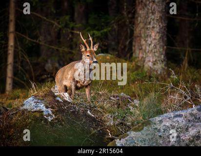 Osby, Suède, 11 mai 2023 animaux sauvages, cerf de Virginie, Dans le sud de la Suède au coucher du soleil Credit: PEO Mšller/Alamy Live News Banque D'Images