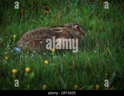 Osby, Suède, 11 mai 2023 animaux sauvages, lièvre, Dans le sud de la Suède au coucher du soleil Credit: PEO Mšller/Alamy Live News Banque D'Images