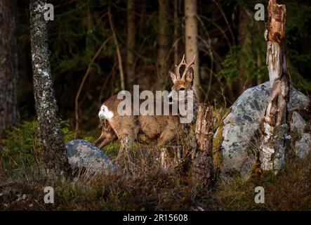 Osby, Suède, 11 mai 2023 animaux sauvages, cerf de Virginie, Dans le sud de la Suède au coucher du soleil Credit: PEO Mšller/Alamy Live News Banque D'Images