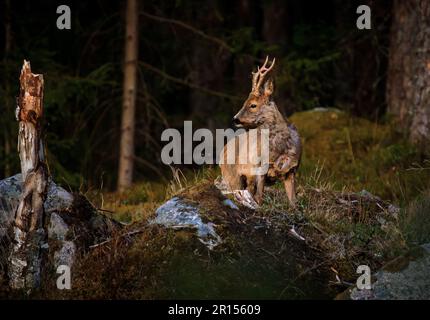 Osby, Suède, 11 mai 2023 animaux sauvages, cerf de Virginie, Dans le sud de la Suède au coucher du soleil Credit: PEO Mšller/Alamy Live News Banque D'Images