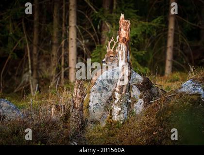 Osby, Suède, 11 mai 2023 animaux sauvages, cerf de Virginie, Dans le sud de la Suède au coucher du soleil Credit: PEO Mšller/Alamy Live News Banque D'Images