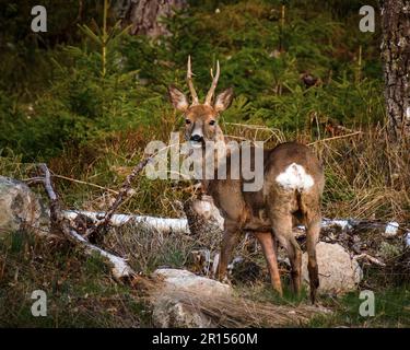 Osby, Suède, 11 mai 2023 animaux sauvages, cerf de Virginie, Dans le sud de la Suède au coucher du soleil Credit: PEO Mšller/Alamy Live News Banque D'Images