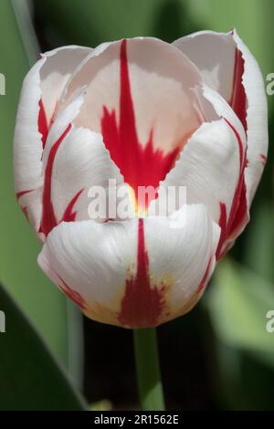 Tulipe en forme de tasse, fleur, Tulipa « Happy Generation » Banque D'Images