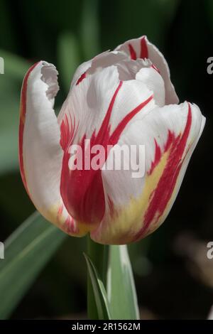 Portrait de Tulipa 'Happy Generation', tulipe Triumph, Red Flaming on White Banque D'Images