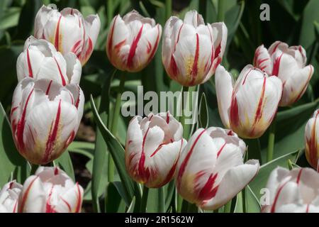 Tulipe triomphale, Tulipa 'Happy Generation' flambe rouge-rose sur des tulipes blanches Banque D'Images