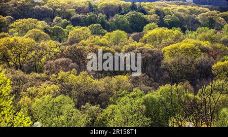 Forêt d'arbres au printemps Banque D'Images