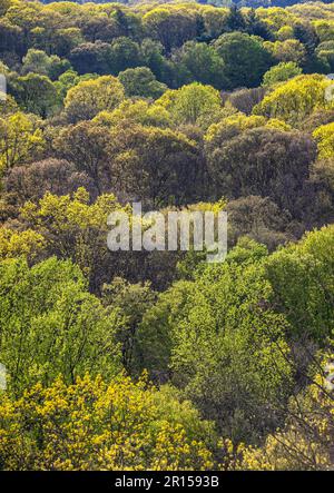 Forêt d'arbres au printemps Banque D'Images