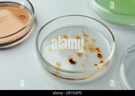 Boîtes de Petri avec différentes colonies de bactéries sur fond blanc, gros plan Banque D'Images