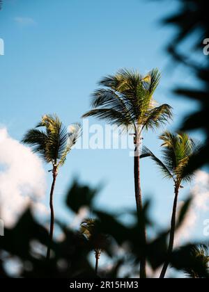 Palmiers à noix de coco éclairés par le soleil tôt le matin. Il y a une autre végétation au premier plan et un ciel bleu avec des nuages blancs en arrière-plan. Banque D'Images