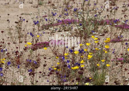 Les fleurs sauvages indigènes du printemps fleurissent dans un habitat de lavage à sec menacé des montagnes Cottonwood, dans le désert du Colorado. Banque D'Images