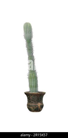 Magnifique cactus vert en pot sur fond blanc Banque D'Images