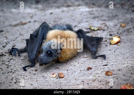 la chauve-souris aux fruits a une fourrure dorée sur la tête, le cou, les épaules et parfois le dos. Leurs ailes sont noires et non furrées. Renards volants ou Banque D'Images