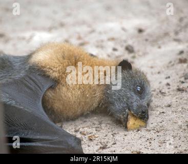 la chauve-souris aux fruits a une fourrure dorée sur la tête, le cou, les épaules et parfois le dos. Leurs ailes sont noires et non furrées. Renards volants ou Banque D'Images