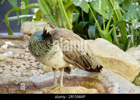 Le peahen adulte a une tête rufous-brun avec une crête. Les primaires, secondaires et la queue sont brun foncé. Le col inférieur est vert métallique et le br Banque D'Images