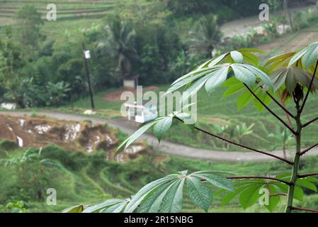 Gros plan de la feuille de manioc avec rosée du matin, avec rizières et maison en arrière-plan Banque D'Images